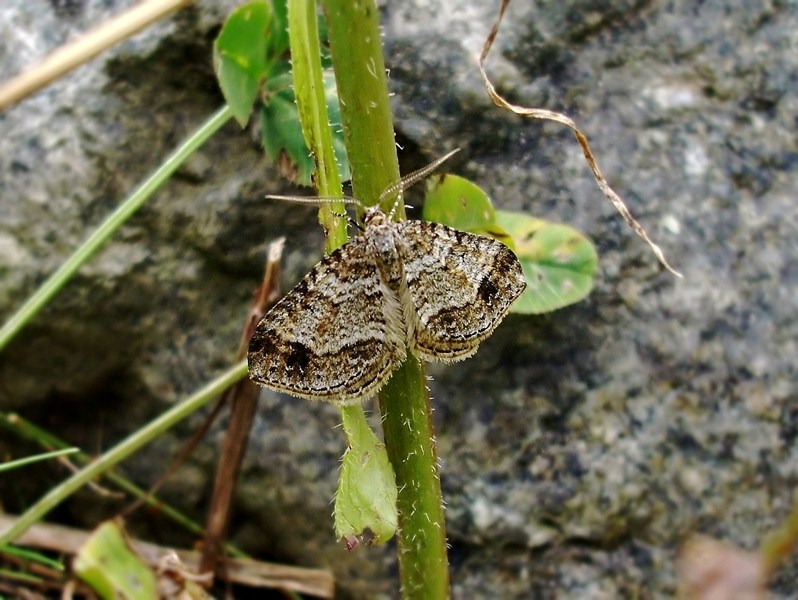 Bel Lepidottero valtellinese da id.